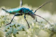 Fabelhafte Insekten – Käfer dienen auch als Bestäuber von Blütenpflanzen.