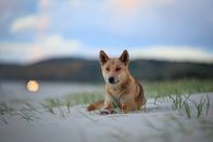 Australiens wilde ... – Auf der Suche nach Nahrung legen Dingos um die 20 Kilometer pro Tag zurück.