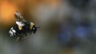 Terra X: Faszination Universum – Der Flug einer Hummel war lange rätselhaft. Das menschliche Auge kann der schnellen Bewegung der Flügel nicht folgen. Erst moderne Kameratechnik enthüllte das Bewegungsmuster – und löste so das Rätsel.