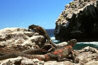Der Humboldt-Strom – Die weltberühmten Galapagos-Meerechsen kommen endemisch auf dem gleichnamigen Archipel vor.