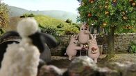 Shaun das Schaf – Der Apfelbaum steht bei den Schweinen. Werden sie die reifen, leckeren Früchte teilen?