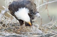 Yellowstone - Park der Extreme – Wenn die Vögel aus ihren Winterquartieren in den Yellowstone zurückkehren, erwacht das Leben im Nationalpark aus dem Winterschlaf.