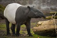 Zoo und so - Tierisch wild! – tapir
