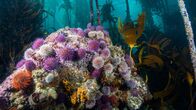 Der blaue Planet – Purpur-Seeigel in Massen können zu einem ernsten Problem werden. Sie fressen sich durch die Tangstengel und trennen dadurch die Wedel ab. Ganze Tangwälder driften dann haltlos davon.