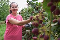 Zu Tisch ... – Schwiegertochter Tamara pflückt Brombeeren.