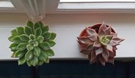 Querbeet – Echeverien auf einem Fensterbrett. Die dunkle Jahreszeit stellt Zimmerpflanzen auf eine harte Probe, wenn sie nicht ausreichend Sonnenlicht abbekommen. Umso wichtiger ist jetzt die richtige Pflege, bei der man die Pflanzen auch gleich vermehren kann.