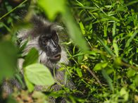 Wildes Indochina – Lange muskulöse Beine und die Greiffüße machen den indonesischen Haubenlangur zum Kletter-Profi.