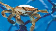 Unsere Erde – Diese Kolumbuskrabbe lebt auf einem Fischernetz, das im Ozean treibt. Obwohl die Kolumbuskrabbe ihr gesamtes Leben auf dem offenen Meer zubringt, ist es mit ihren Schwimmkünsten nicht weit her. Sie braucht Treibgut, um sich dauerhaft über Wasser zu halten. Sehr gern entert sie auch den Panzer Unechter Karettschildkröten, um auf große Fahrt zu gehen.