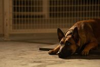 Dog - Das Glück hat vier Pfoten – Lulu the Belgian Malinois