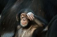Tierische (R)Evolution – Wie unterscheiden sich Schimpansen im Senegal von ihren Artgenossen, die im Wald leben?
