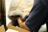Bronx Zoo - Tierpark der Superlative – Andrew Kathriner holds onto the tortoise.