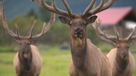 Alaskas Wildtier-Retter – Three bull elks with Huck front and center at the Alaska Wildlife Conservation Center. (National Geographic/Symbio Studios)