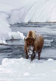 Yellowstone Nationalpark – NDR Fernsehen EXPEDITIONEN INS TIERREICH, "Yellowstone - Winter der Bisons" Uhr. Bisons waren in Amerika fast ausgestorben - nur eine kleine Gruppe überlebte im Nationalpark von Yellowstone. Heute gibt es wieder einige Tausend Tiere.