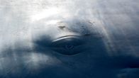 Magisches Mittelmeer – Der Kopf des Pottwals macht ca. 1/3 seiner Gesamtlänge aus.