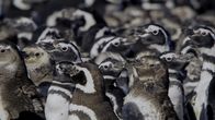Alpha-Tiere – Magellan-Pinguine stehen zusammen, schwimmen zusammen und jagen sogar zusammen. An Land jedoch kippt die Stimmung, wenn es um die Fortpflanzung und Territorien geht.