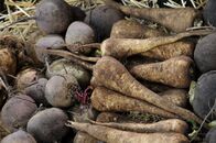 Querbeet Classix – Gemischtes Wurzelgemüse ist der Grundstock zur Herstellung von Brühwürfeln.