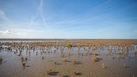 Unsere Meere – Ebbe an der Nordsee: Das Wattenmeer ist ein anspruchsvoller Lebensraum, denn Tiere und Pflanzen mÃ¼ssen mit wechselndem Wasserstand und hoher Salzkonzentration klarkommen.