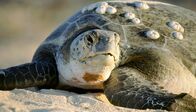 Naturparadiese am Äquator – Meeresschildkröten sind auf vielen pazifischen Korallenriffen zu finden.