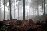 Die Kanarischen Inseln – Der Kiefernwald ist eine der Vegetationszonen auf La Palma.