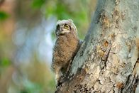 Quarks – Great horned owl baby is curious about something, it looks up at the sky.