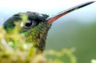 Costa Rica - Der Natur zur Seite stehen – Während der Trockenperiode ziehen einige Vogelarten vorübergehend in die nahe gelegenen Regenwälder um.