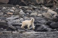 Die Zaubertricks der Tiere – TORNGAT MOUNTAINS - LABRADOR, CANADA - polar bear (Anne Farrar/National Geographic Creative)