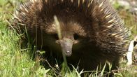 Waffen der Tiere – Der Kurzschnabeligel ist gut gegen Fressfeinde geschützt.