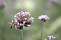 Spurensuche - Neue Methoden der Forensik – Der Pollen wird sowohl vom Wind oder vom Regen transportiert, als auch von Insekten und Vögeln.