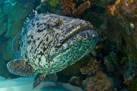 Das Große Barriere Riff – Riesenzackenbarsch und Putzerfisch.