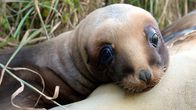 Wildes Neuseeland – Neuseeländische Seelöwen gehören zu den seltensten Seelöwen der Welt. 1993 kehrte ein Weibchen auf die Hauptinseln zurück, die seit über 100 Jahren verwaist waren. Heute sind die meisten Neuseeländischen Seelöwen dort ihre Nachkommen.