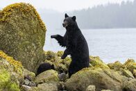 Sieben Kontinente - Ein Planet – Eine Schwarzbär-Mutter beaufsichtigt ihre Jungen an der Küste von Vancouver Island, Kanada.