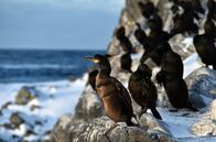 Wilde Wege – Krähenscharben auf Hornøya im nordöstlichen Norwegen – die Insel ist ein wichtiges Seevogel-Brutgebiet.
