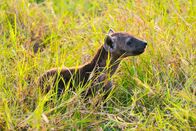 Fabelhafte Tierbabys – Das 12 Wochen alte Hyänenbaby Chowder erkundet ihre Höhle im Mara Conservancy in Kenia.