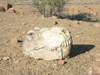 Die Entstehung der Erde – Mit dem Artensterben begann eine neue Ära – die der Dinosaurier.