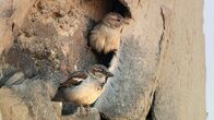 Planet der Spatzen – Männchen und Weibchen vor Nest am Minarett, Kairo.