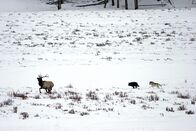 Yellowstone – Der Yellowstone-Nationalpark ist größer als so mancher Bundesstaat der USA - und einer der letzten unberührten Naturräume der Welt. Yellowstone ist geprägt vom Gegensatz zwischen Feuer und Eis: Vulkanische Aktivität im Untergrund sorgt für heiße Quellen auch im Winter - während die Landschaft ringsum bei 40 Grad unter Null in Frost und Kälte erstarrt. Die winterlichen Bedingungen machen den Bewohnern zu schaffen: Ob Bisons, Elche oder Wapiti-Hirsche, Wölfe oder Kojoten, Füchse oder Otter - diese dreiteilige Serie, die als Koproduktion von BBC, Discovery Channel und ORF realisiert wurde, porträtiert das Leben der Tiere im ältesten Nationalpark der Welt. Eine Dokumentation von Andrew Murray.