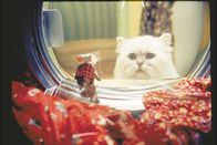 Stuart Little – Der pelzige Kater Snowbell ist alles andere als erfreut über den neuen Zuwachs der Familie. Deshalb denkt er sich immer durchtriebenere Pläne aus, um Stuart loszuwerden.