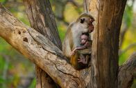 Fabelhafte Tierbabys – Neugeborenes Ceylon-Hutaffe, Jazir, säugt an seiner Mutter, das Alpha-Weibchen der Gruppe, die in der alten, verlassenen Hauptstadt Polonnaruwa in Sri Lanka lebt.