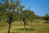 freizeit – Das fränkische Burgbernheim hat rückblickend Glück gehabt: Die alten, hochstämmigen Obstbäume sind trotz der Rodungsprämien der Nachkriegszeit stehen geblieben. Heute findet man dort eines der größten und schönsten zusammenhängenden Streuobstgebiete in Europa mit 30.000 Obstbäumen, darunter viele alte Sorten.