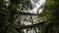 Wunderstoffe – Vorbilder für hybride Gebäude der Zukunft: Die Wurzel-Brücken von Meghalaya sind zum Teil mehrere hundert Jahre alt.