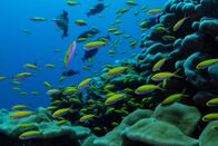 Die Rückkehr der Korallen – Im Mai 2023 besuchte Pristine Seas die südlichen Line Islands, ihr erstes Ziel im Rahmen der globalen Expedition. Das Team reiste zu den Inseln Flint, Vostok und Millennium, um das Ökosystem zu untersuchen und mehr über die Widerstandsfähigkeit der Riffe zu erfahren. (Foto von Manu San Félix / National Geographic Pristine Seas)