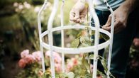 GartenKULT – Moderatorin Katharina Gritzner lässt sich von Josef Starkl zeigen, wie man Rosen richtig veredelt.