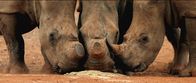 Wildlife Crime - Milliardengeschäft Tierhandel – Enthornte Nashörner sind für Wilderer nicht mehr attraktiv.