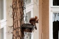 Wildnis unter uns – Stadteichhörnchen Wildes Berlin