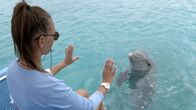 360° - Geo-Reportage – Delfintraining – Romy von Leeuven bildet einen großen Tümmler für die Therapie aus.