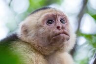 Tatort Strand – Costa Rica - White faced capuchin monkey.