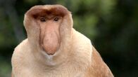 Indonesien - ungezähmt – Im malaiischen Teil Borneos werden die Nasenaffen auch "Holländeraffen" genannt. Ihre rötlichen Gesichter erinnerten die Ureinwohner an sonnenverbrannte Europäer.