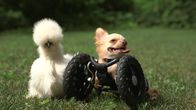Tierische Freundschaften – Two-legged chihuahua Roo is right next to his best buddy Penny, a silkie chicken. Both of these two-legged orphans found friendship, and family, with one another after being rescued by Alicia Williams, a worker at Duluth Animal Hospital.