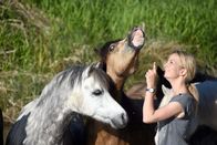 Pferdemenschen – Kerstin Brein, einzige Person aus Österreich, die bei der „Appassionata“, der größten Pferdeshow Europas, mitwirken darf. Ihr Training auf der Blütenwiese, im Bach und in der Reithalle wird gezeigt und auch ihr Auftritt bei der Appassionata.