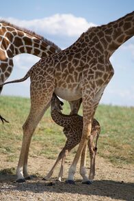 Zoogeflüster – Giraffe Calf (National Geographic)